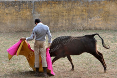 “TÓJÓ “ NA GANADARIA DE ANTÓNIO CHARRUA